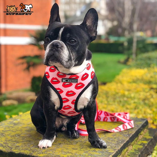 Lovely Lips Dog Harness