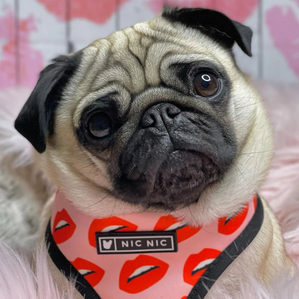 Lovely Lips Dog Harness